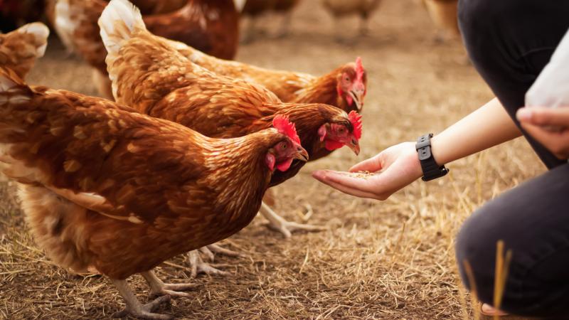 hand feeding chickens on a farm