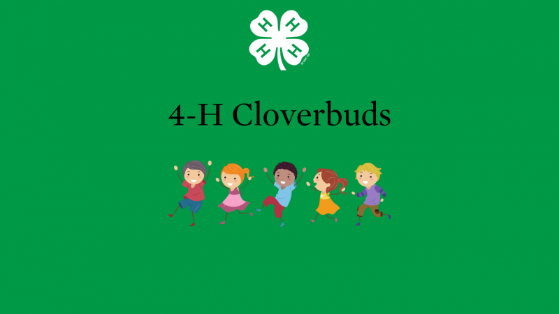 4-H Cloverbuds Club