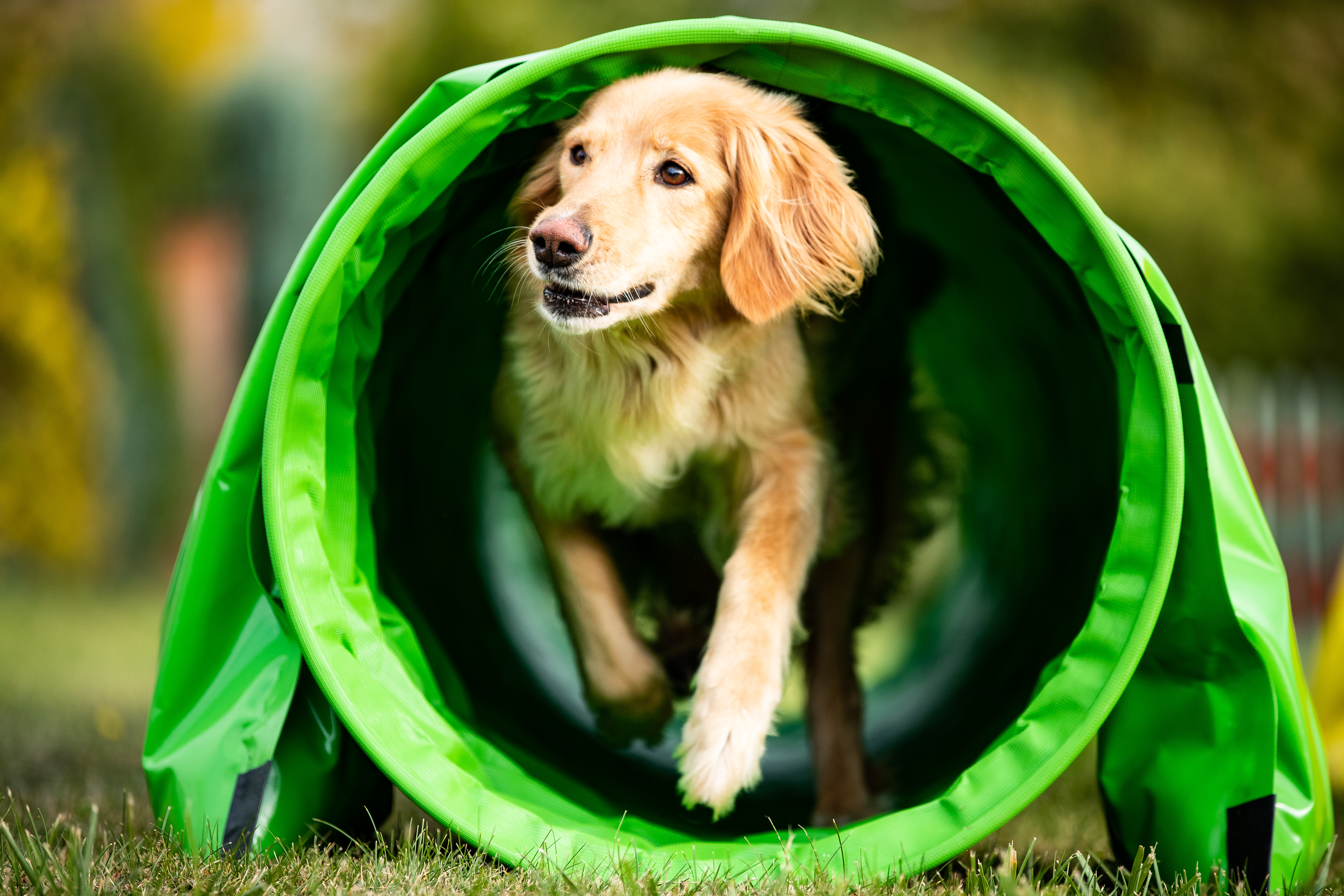 dog running through tunnel 