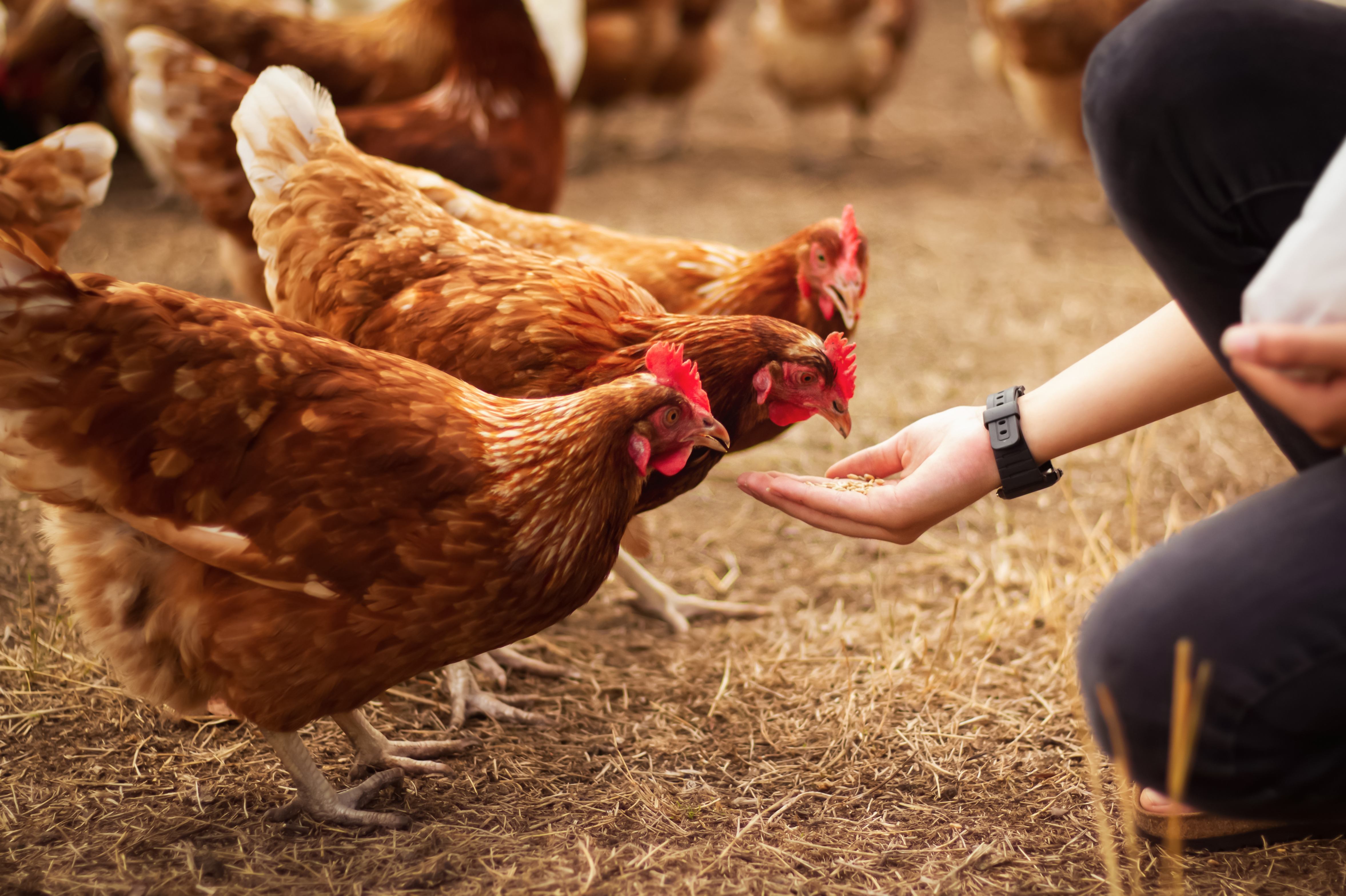 hand feeding chickens on a farm