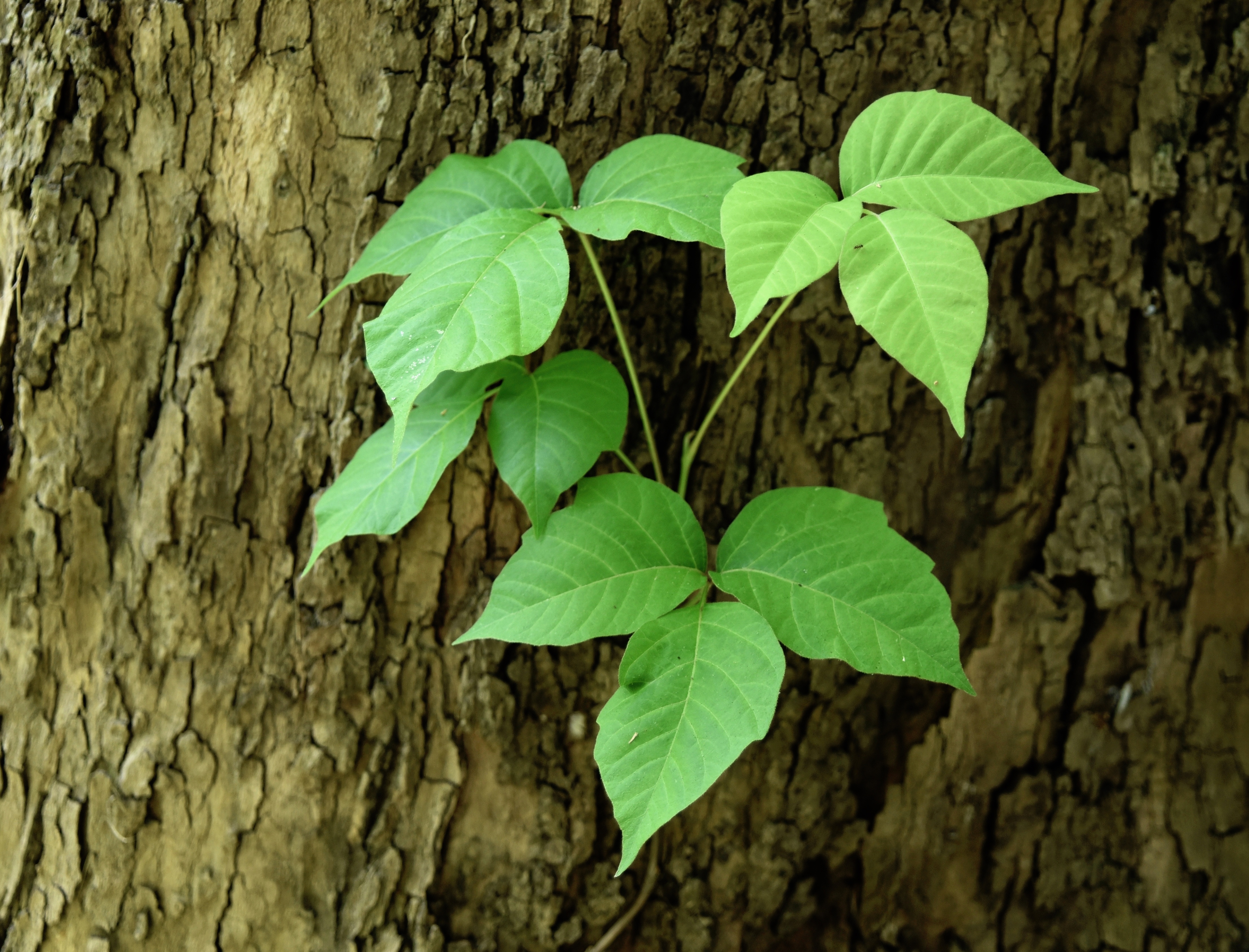 poison ivy on tree image