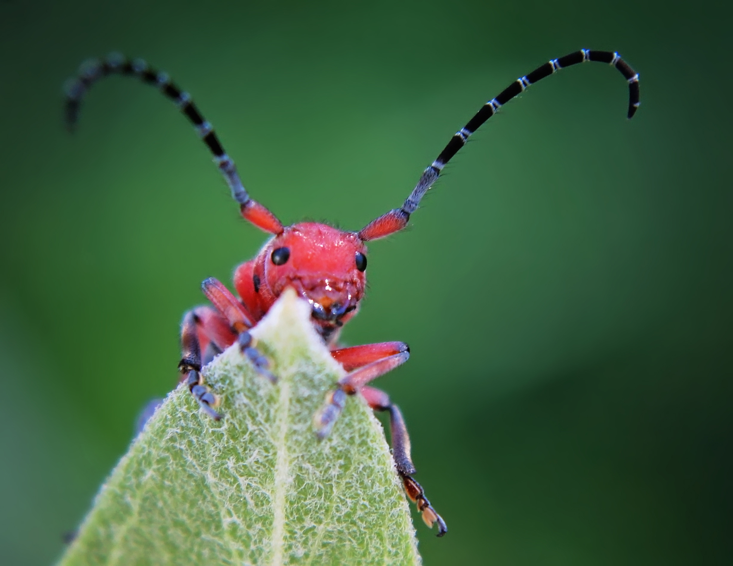 Red Longhorn Milkweed Beetle image
