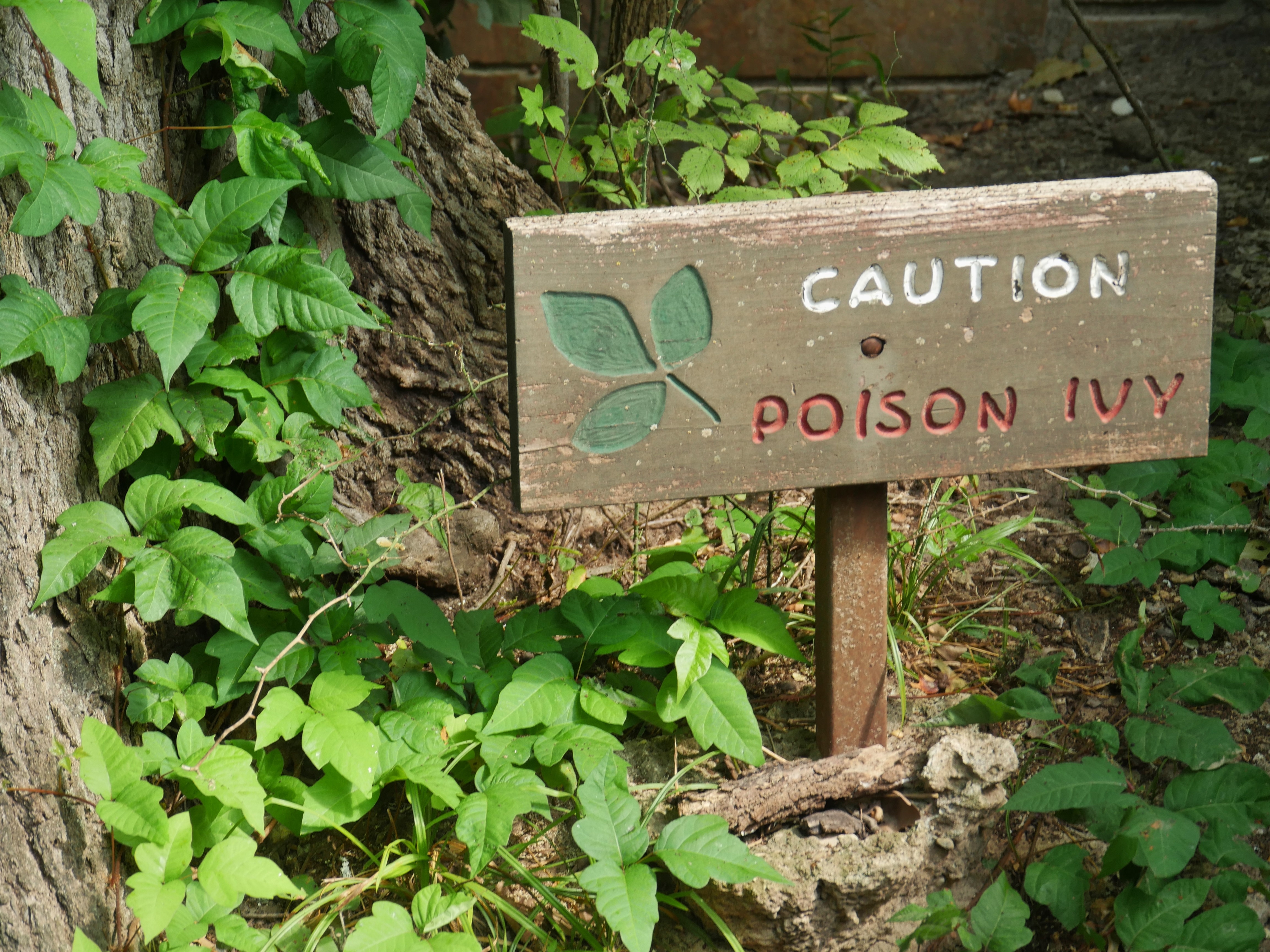 caution poison ivy sign image