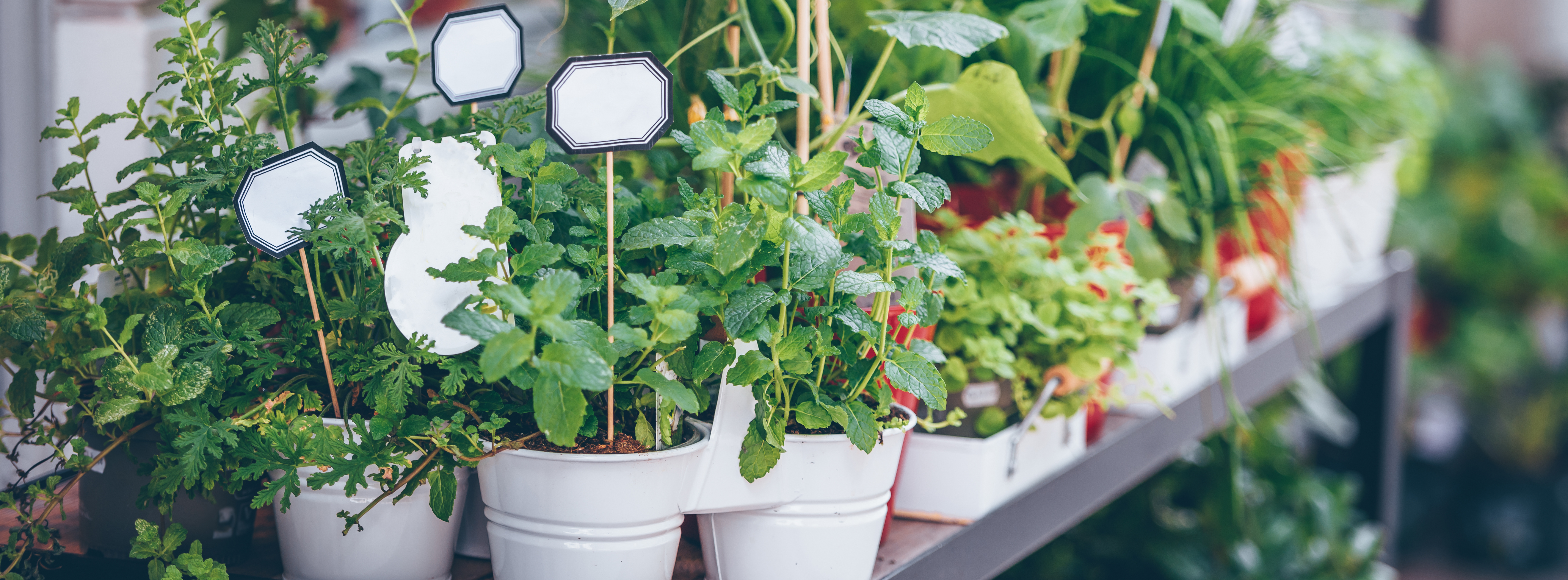 Container Garden Image
