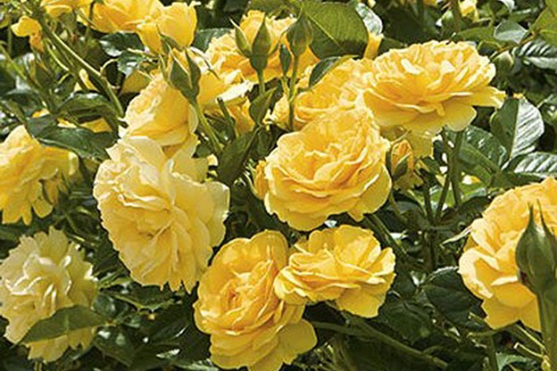 Floribunda roses such as the award-winning 'Julia Child' pictured here bloom freely all summer long with proper care. (credit: Weeks Roses) image