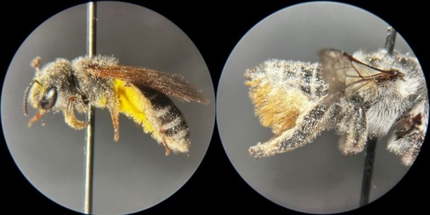 pollen on bee hairs image