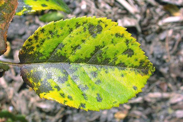 Typical symptoms of rose black spot. (credit: Missouri Botanical Gardens) image