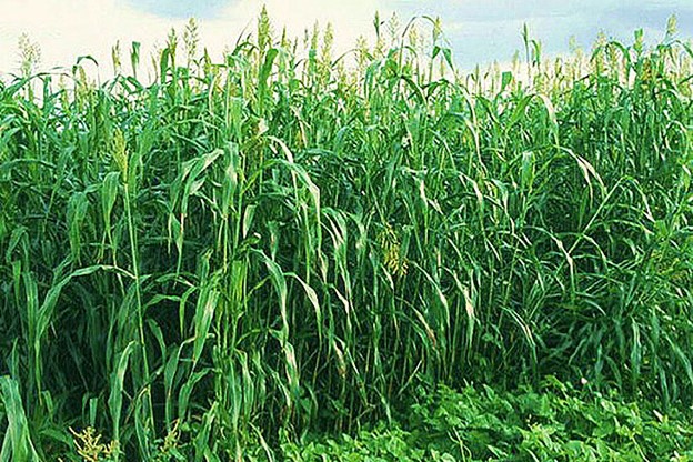 Because of their tremendous growth rate and heat tolerance, Sorghum-Sudangrass hybrids can add large amounts of organic matter to soil as a summer cover crop. (Credit: R. McSorley, University of Florida) image