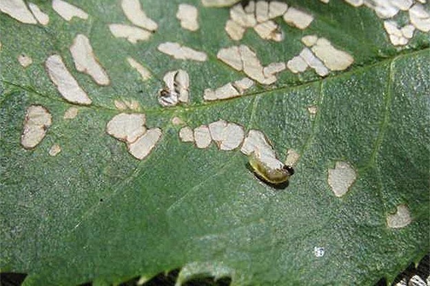  Rose sawfly larva and damage. (credit: Missouri Botanical Gardens) image
