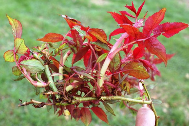 Typical symptoms of rose rosette disease. (credit: Oklahoma State University Extension) image