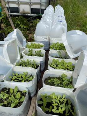 plants in jug image