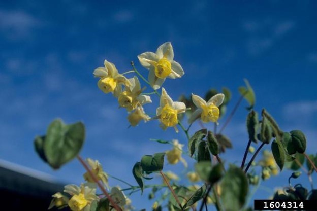 Epimedium x versicolor Cultivar ‘Sulphureum’ -John Ruter, University of Georgia, Bugwood.org