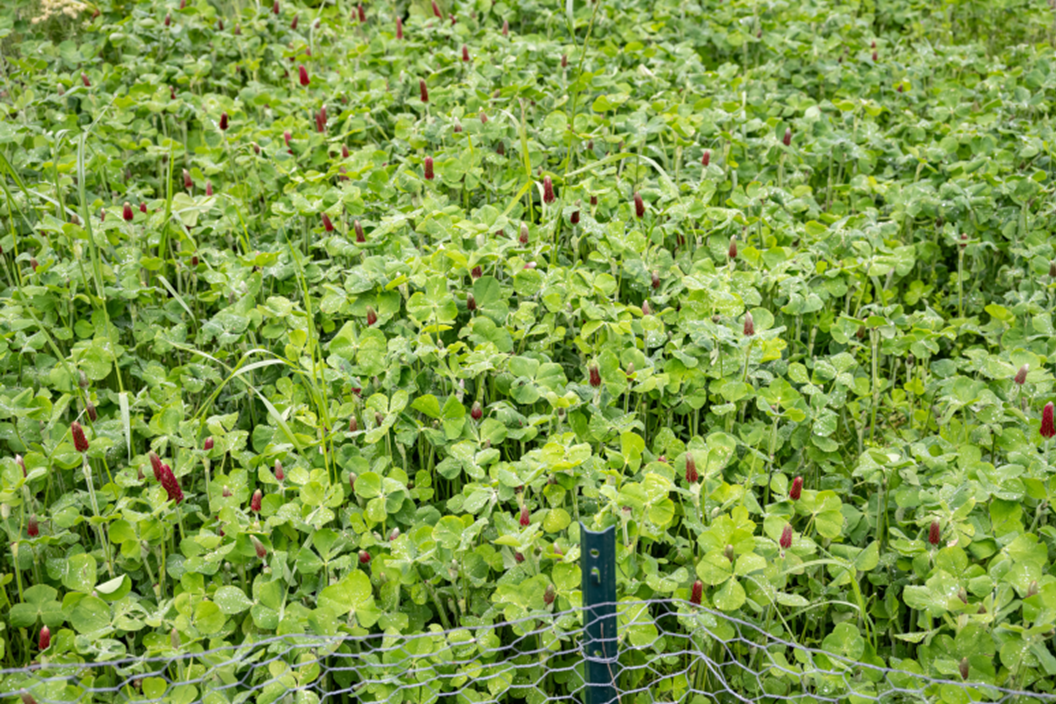 cover crop