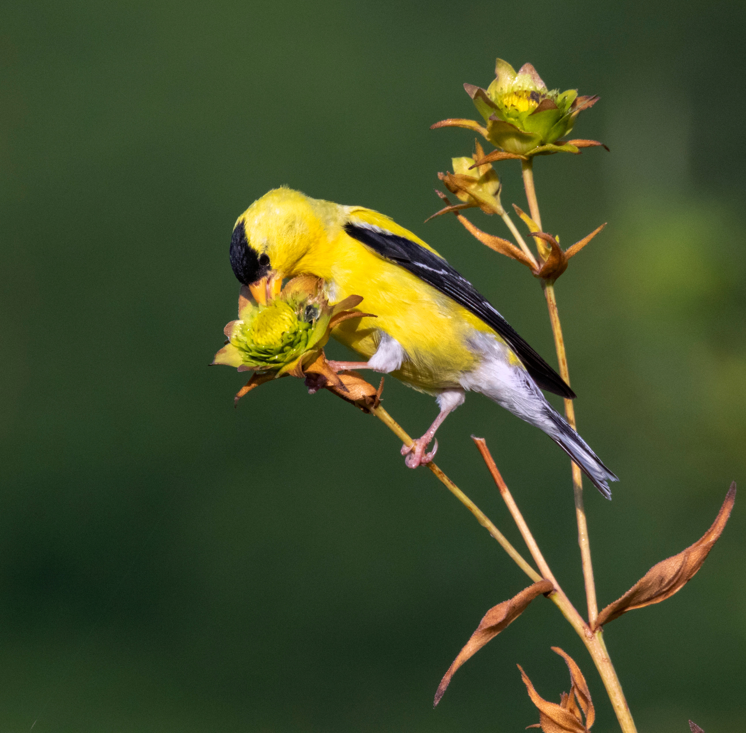 Goldfinch eating a seed image