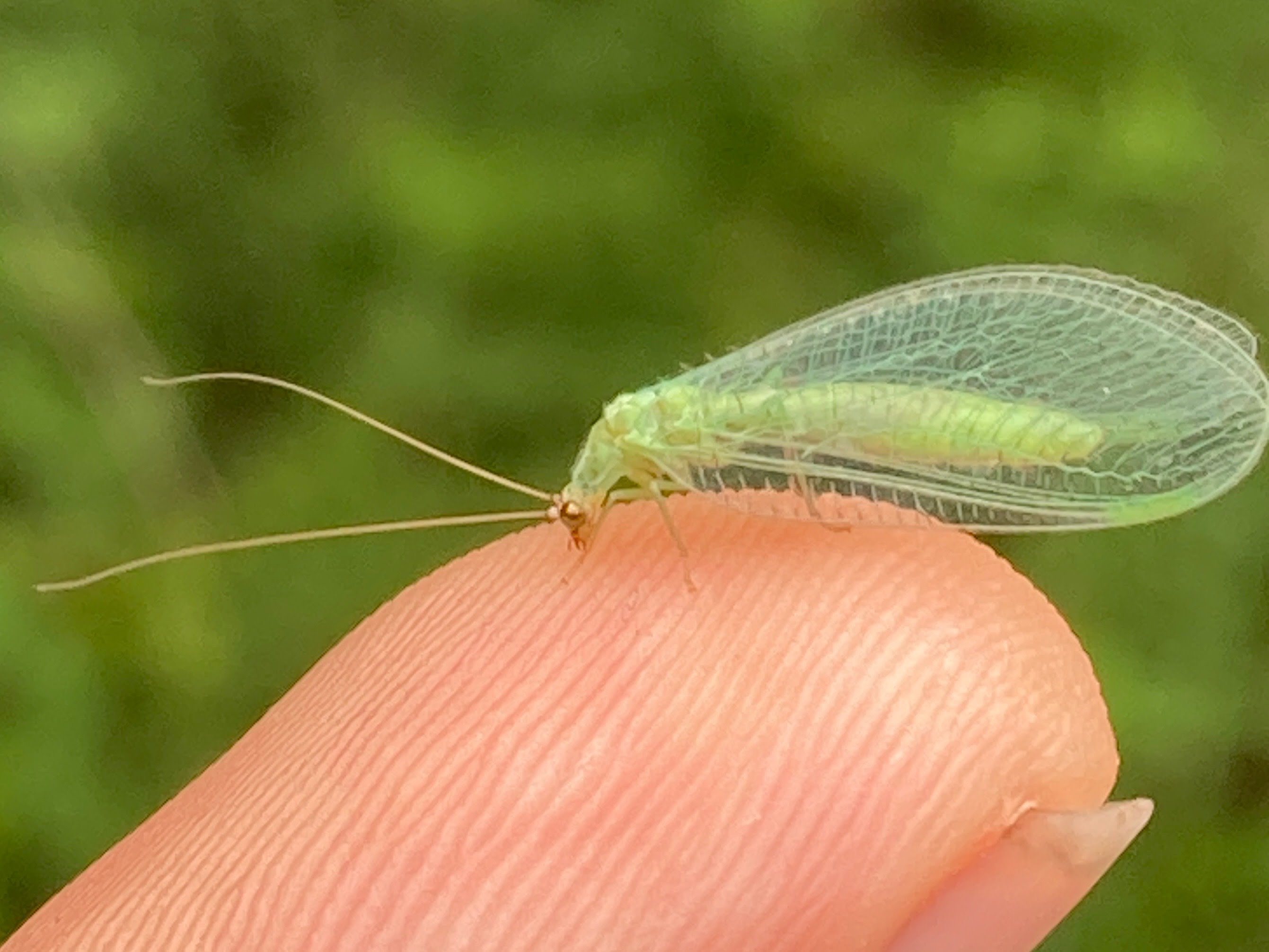 Green Lacewing image