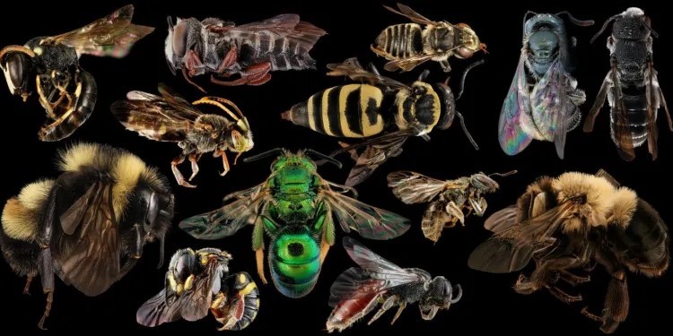 Kentucky Native Bees image
