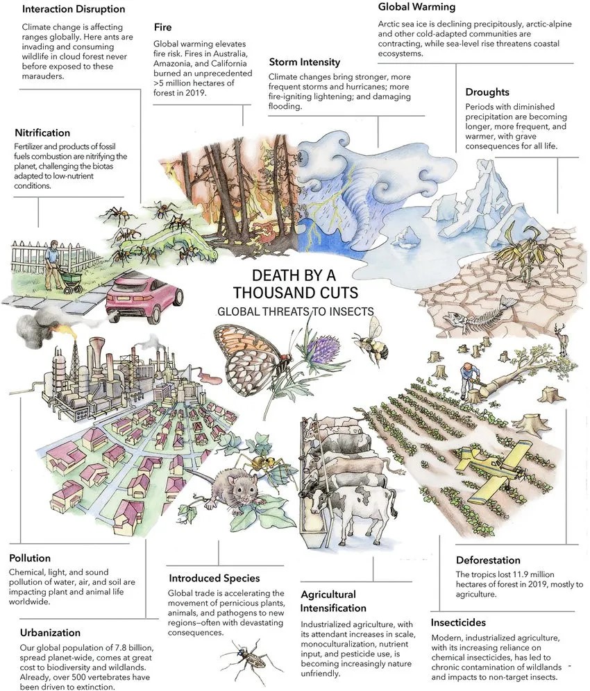 Global Threats to Insects flyer