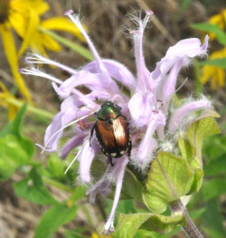 Japanese Beetle image