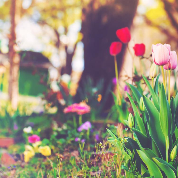  Spring, flowers, home lawn