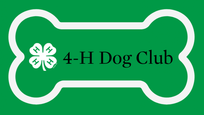 4-H dog club
